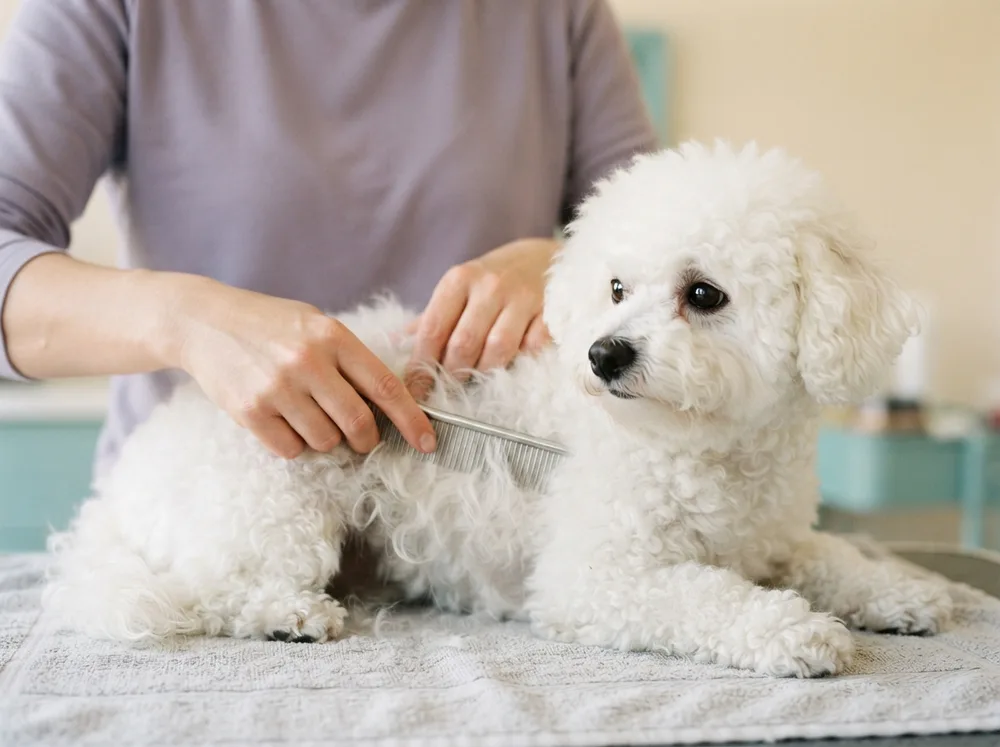 Close view of a comb working through a matted section of white Bichon coat