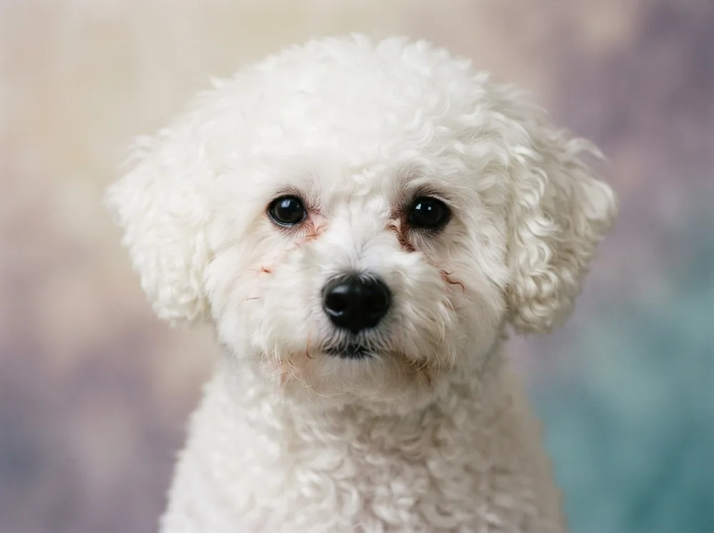 Close view of a white Bichon Frise face showing light tear staining under dark eyes