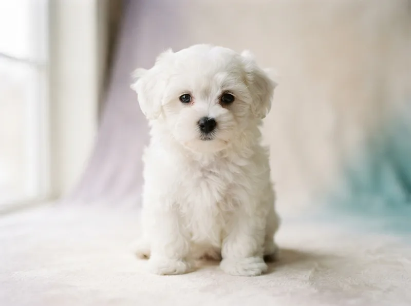 White Bichon Frise puppy sitting upright with dark round eyes, for sale in Singapore