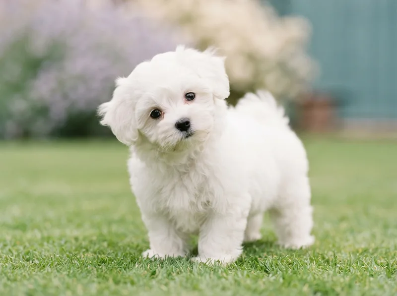 White Bichon Frise puppy standing on grass with head tilted, for sale in Singapore