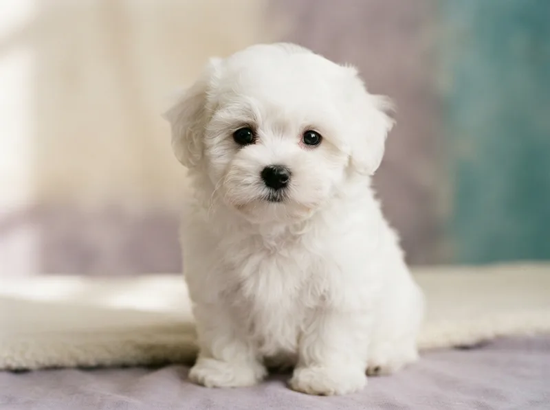 White Bichon Frise puppy in a first teddy-bear trim looking at the camera, for sale in Singapore